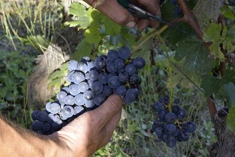 (Yogawine, all'Azienda agricola Barberis un viaggio sensoriale all'insegna del vino)