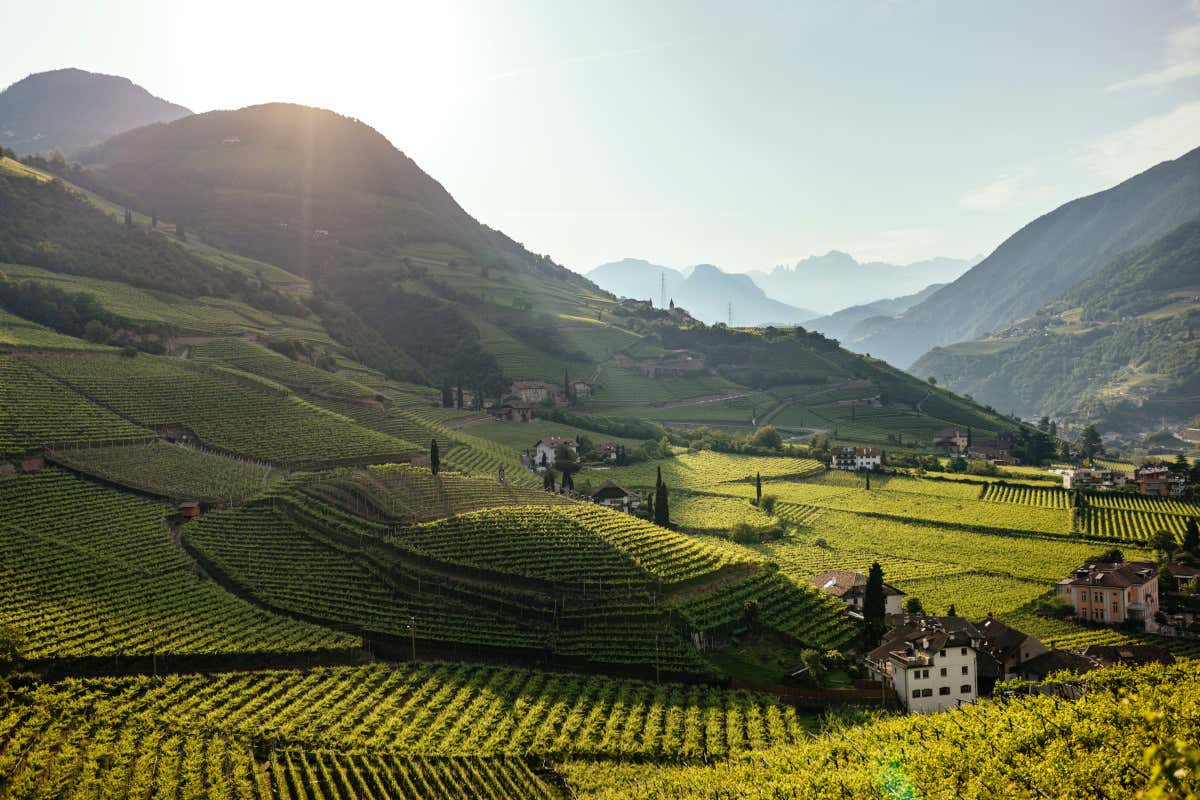 Vini Alto Adige: nuove etichette, zonazione e 50 anni di Doc