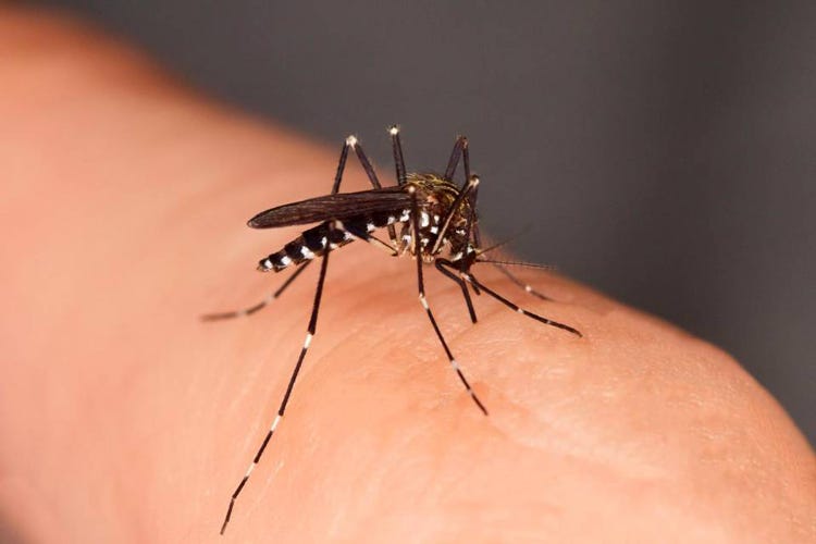 Zanzara e coronavirus pochi rischi - Le zanzare trasmettono il virus? Manca una tesi, ma sembra difficile