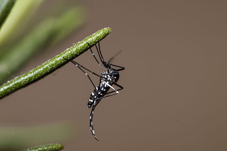 (La zanzara tigre porta il West Nile virus In Lombardia 22 casi accertati nel 2018)