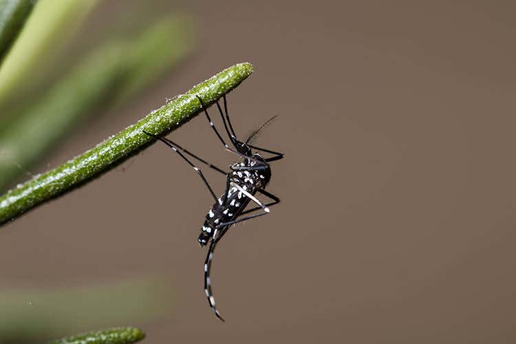 (La zanzara tigre porta il West Nile virus In Lombardia 22 casi accertati nel 2018)