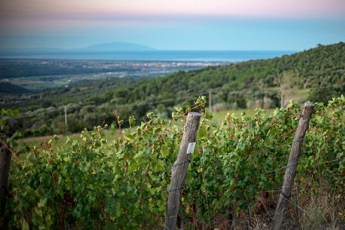 Caiarossa: l'arte del 