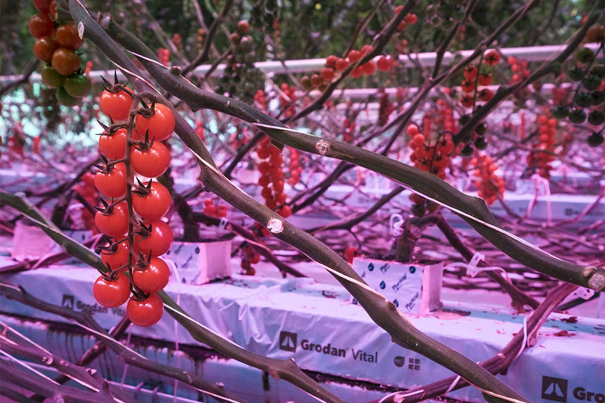 Idrocoltura e luce artificiale per coltivare i pomodori Idrocoltura e luce artificiale per coltivare i pomodori