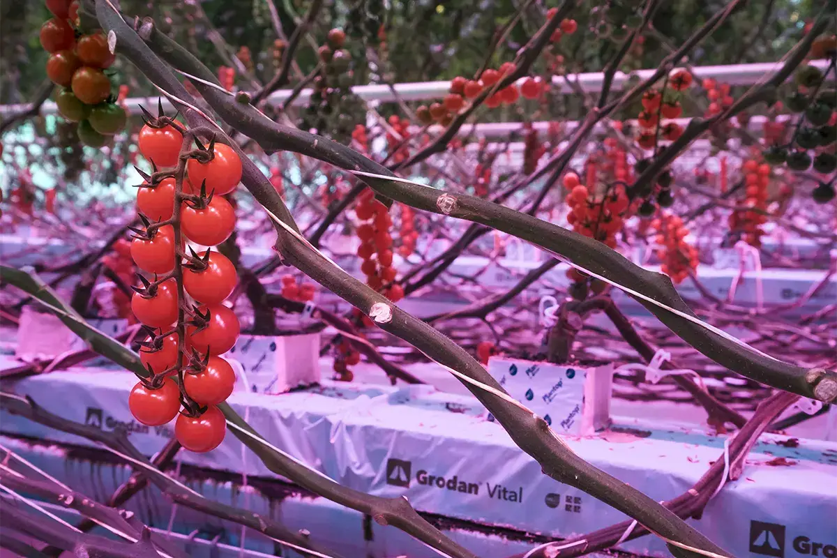 Idrocoltura e luce artificiale per coltivare i pomodori