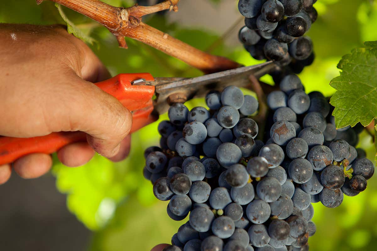 Doc Erice: come Fazio sta cambiando la mappa del vino siciliano