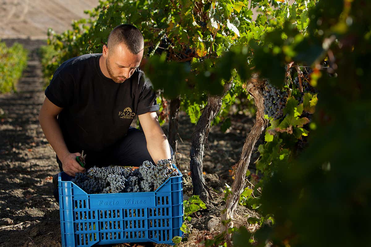 Doc Erice: come Fazio sta cambiando la mappa del vino siciliano