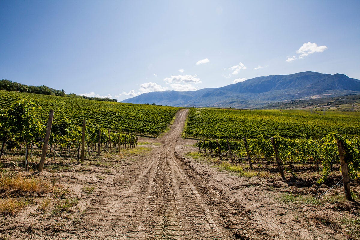 Abruzzo: terra di vini straordinari tra monti, mare e colline