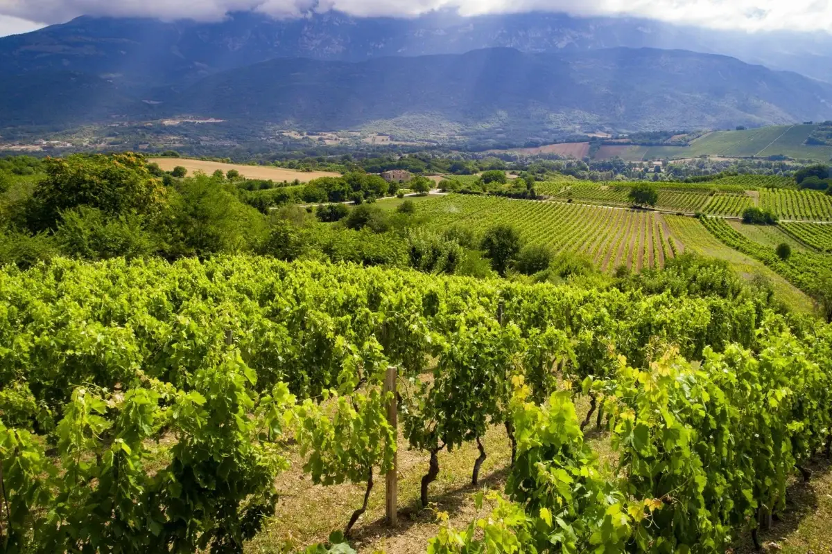 Torna Words of wine, il premio per chi racconta l&rsquo;Abruzzo e i suoi vini