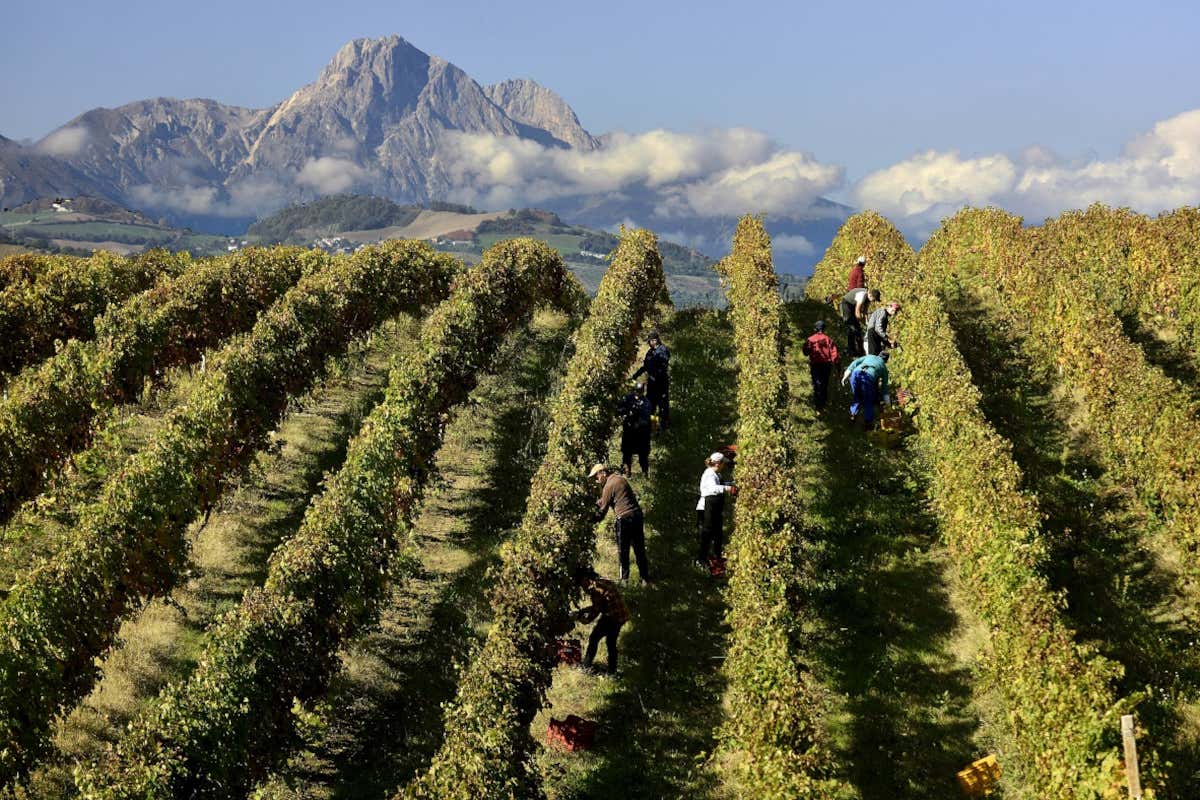 Vigneti con veduta sul Gran Sasso Abruzzo wine experience, in vetrina le migliori etichette della Regione