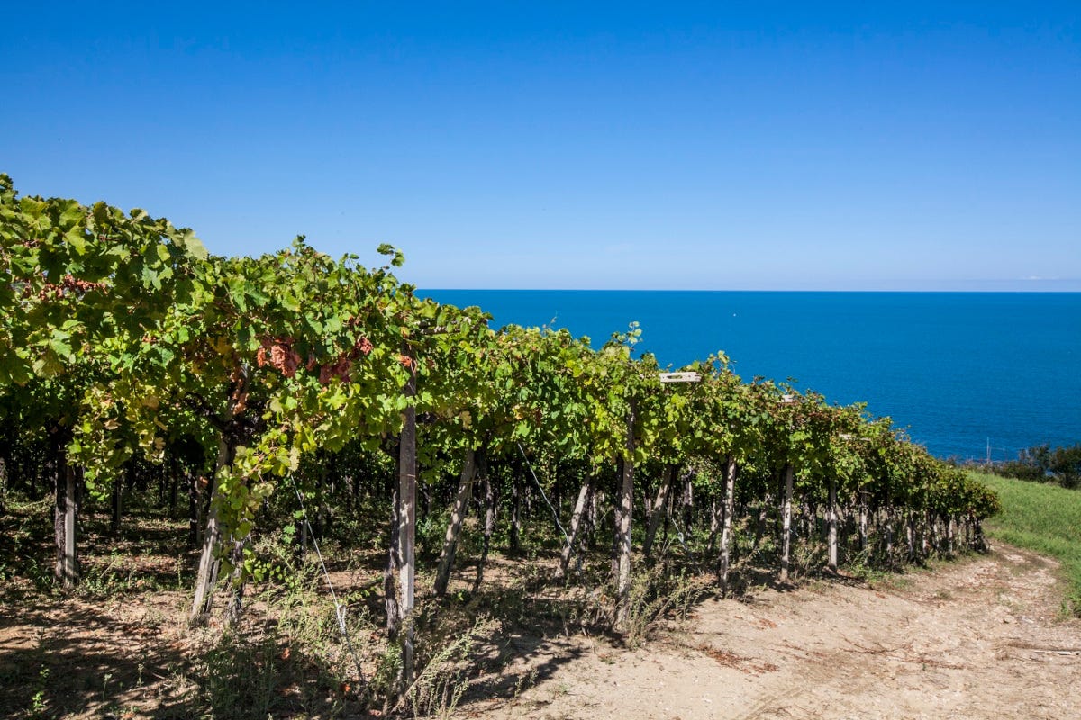 Vigne con veduta sul mare Abruzzo wine experience, in vetrina le migliori etichette della Regione