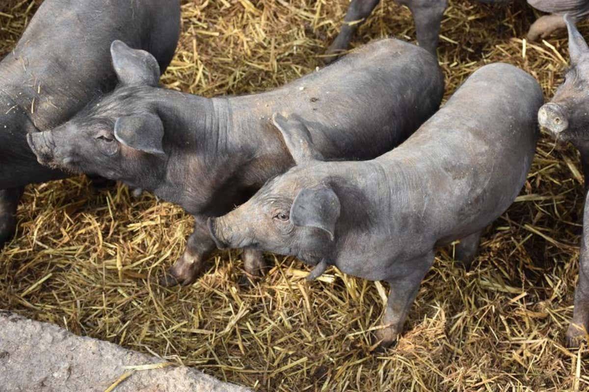 Amico Bio: ortaggi e frutta biodinamica a ciclo chiuso nella Amico Bio: ortaggi e frutta biodinamica a ciclo chiuso nella