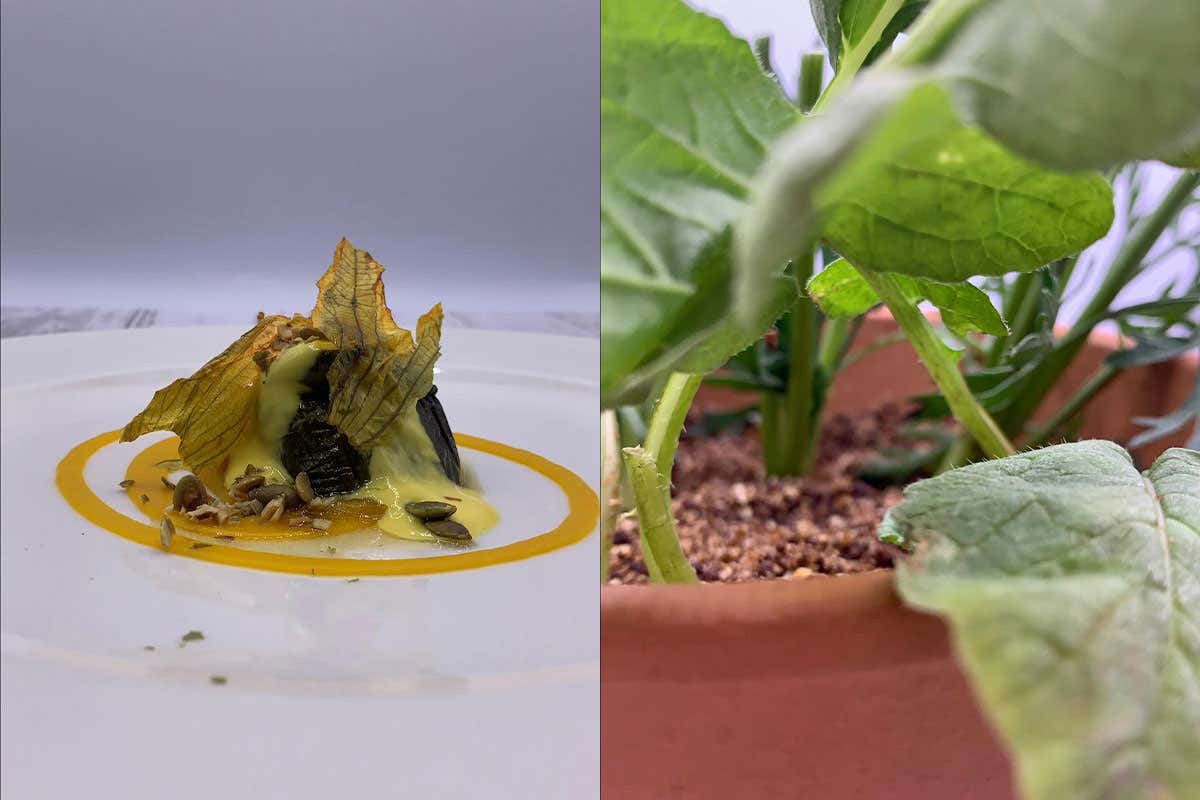 Le ultime zucchine dell'orto e orto nel vaso Accademia Chef's, piace la cena didattica