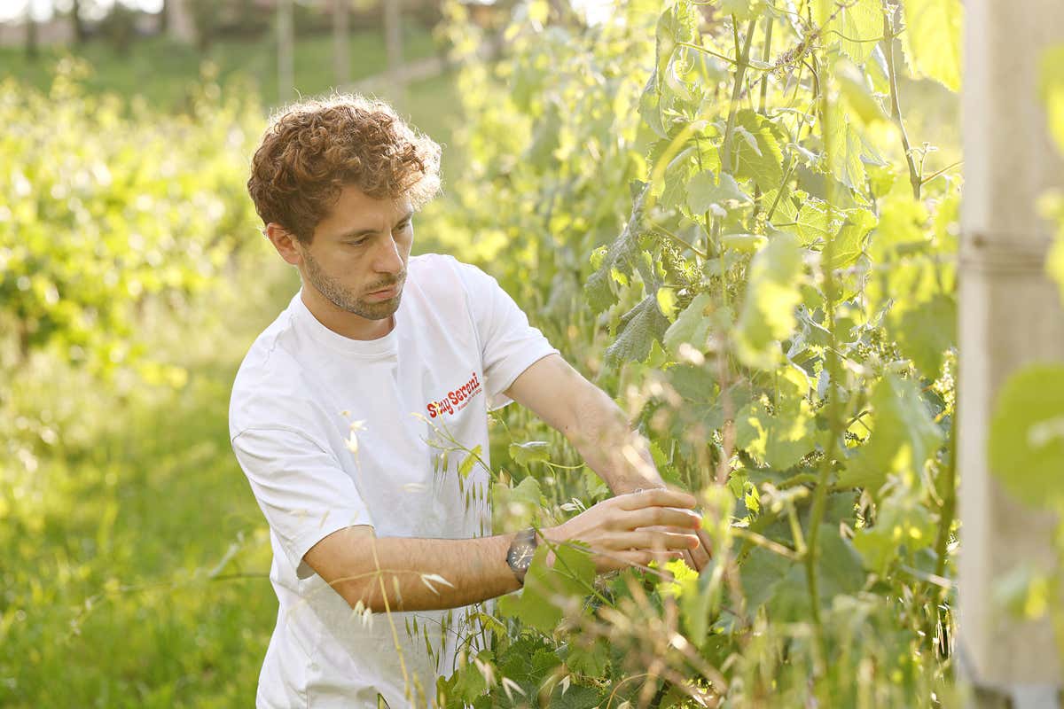 Tra colline e profumi balsamici, vivere il Natale con Acetaia Sereni