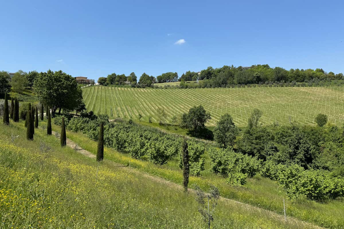 La dolcezza dell’AltaModena: nasce Serenella, la crema spalmabile di Acetaia Sereni La dolcezza dell’AltaModena: nasce Serenella, la crema spalmabile di Acetaia Sereni