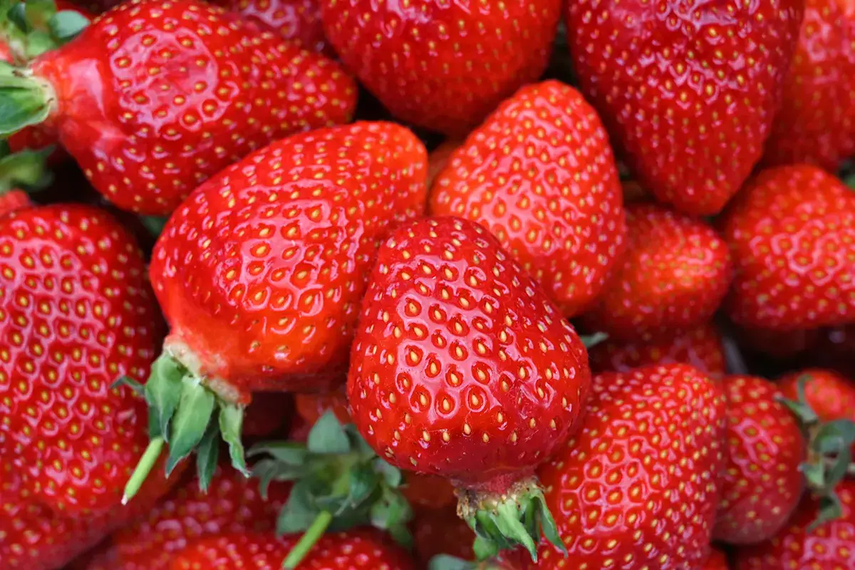 Importanti gli antiossidanti delle fragole La mascherina favorisce l'acne. Per combatterla, serve una sana alimentazione