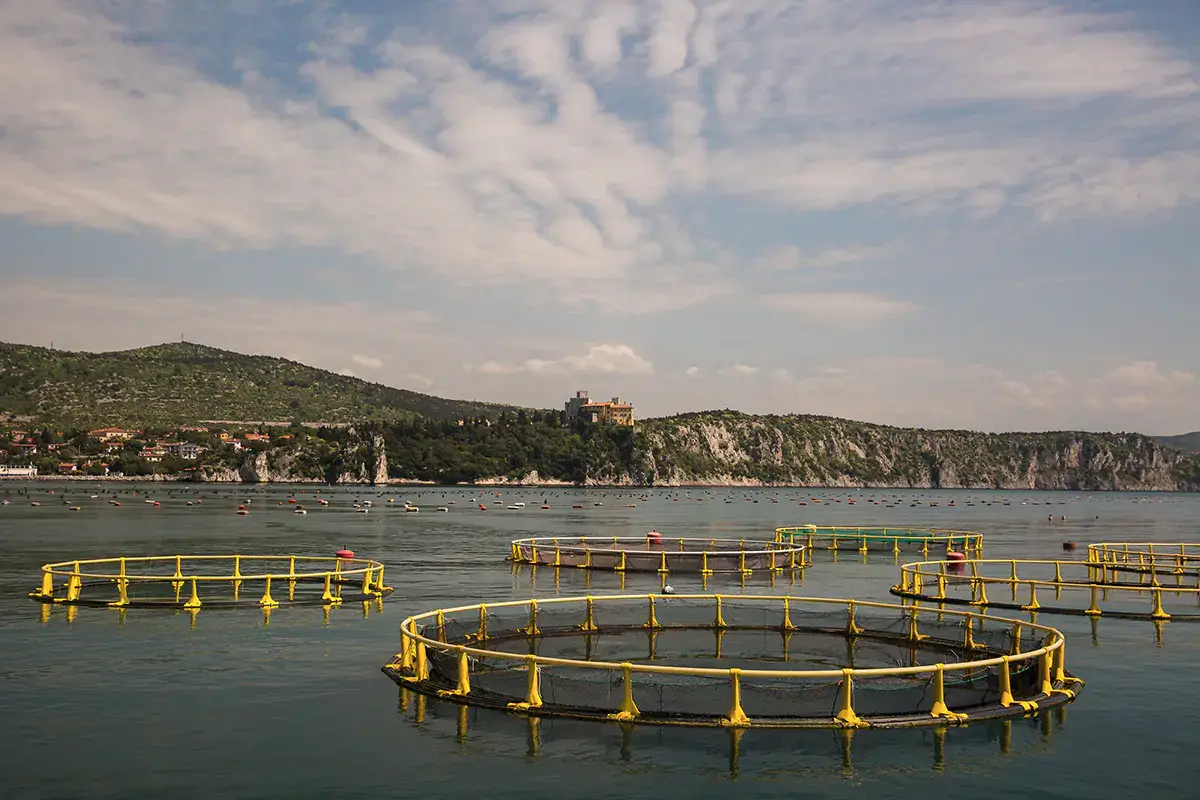 Impianto di acquacoltura in mare Il passo avanti dell'acquacoltura: sdoganare il pesce d'allevamento al ristorante