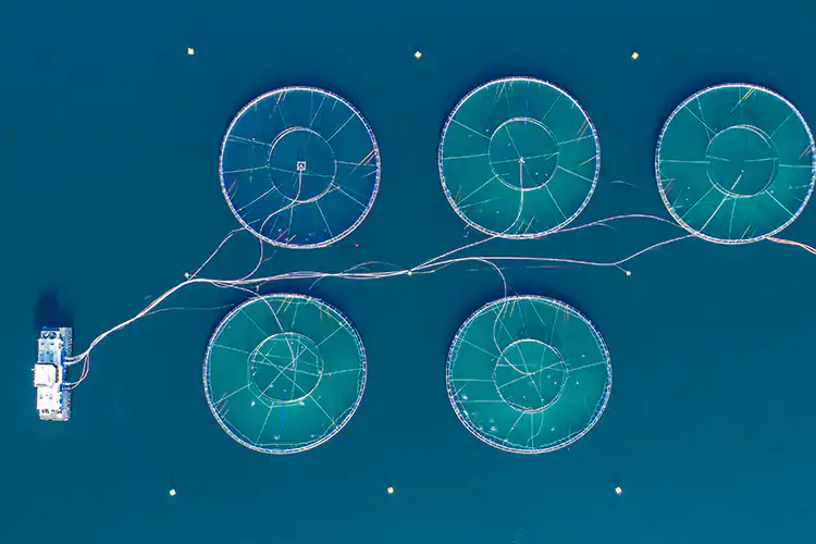 L&rsquo;acquacoltura ben fatta risponde ai fabbisogni di pesce Nuove frontiere per l'acquacoltura e le opportunit&agrave; per la ristorazione