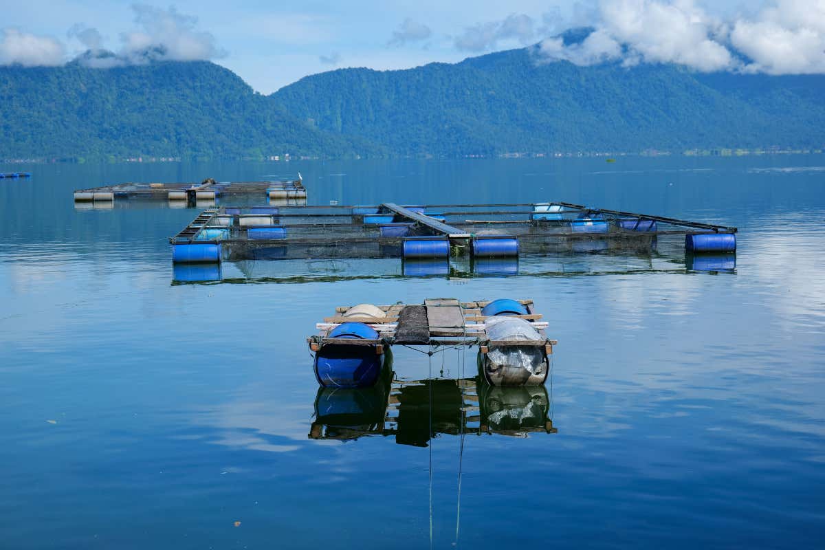 Una giusta acquacoltura può servire ai ristoranti: ecco perché
