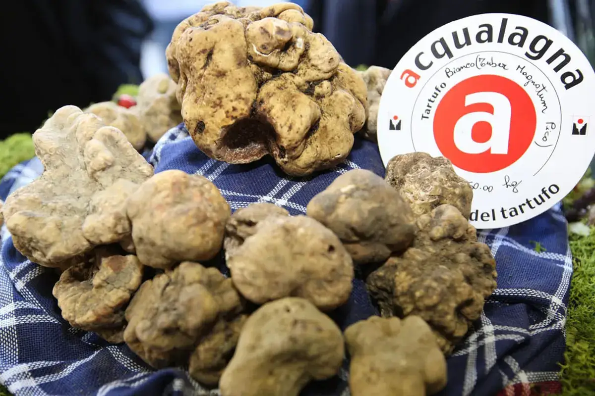 Acqualagna tra le fiere pi&ugrave; conosciute Ottobre, il mese delle fiere del tartufo. Ma c'&egrave; troppo provincialismo, serve un network