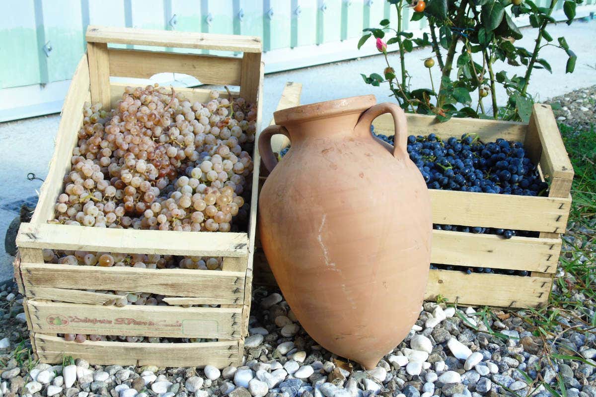 I vini calabri di Acroneo: realizzati come 2.500 anni fa