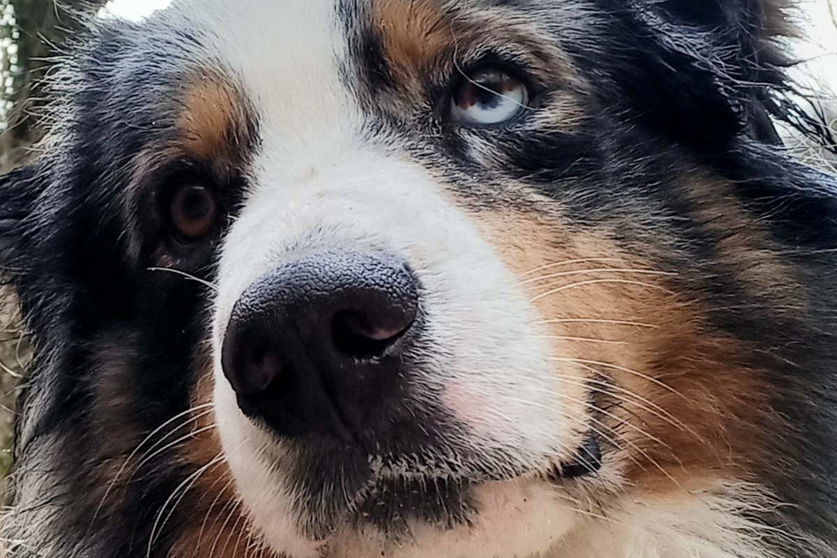 Truffle Pills: come si addestrano i cani da tartufo Truffle Pills: come si addestrano i cani da tartufo