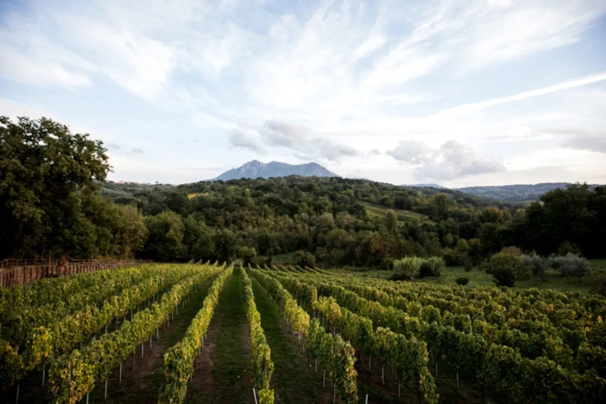 Nel cuore della verde Irpinia fare vino &egrave; vocazione da secoli Azienda Agricola Eduardo Scuotto, i segreti dei vini di famiglia