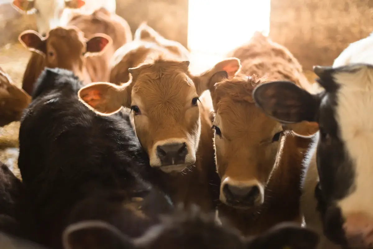 Caldo africano, nelle stalle arrivano ventilatori e docce per le mucche