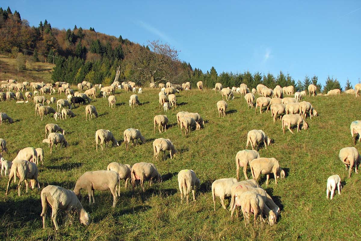 Due persone denunciate nel Bolognese per uccisione e macellazione clandestina di agnelli Uccisione e macellazione clandestina di agnelli, due denunciati nel Bolognese