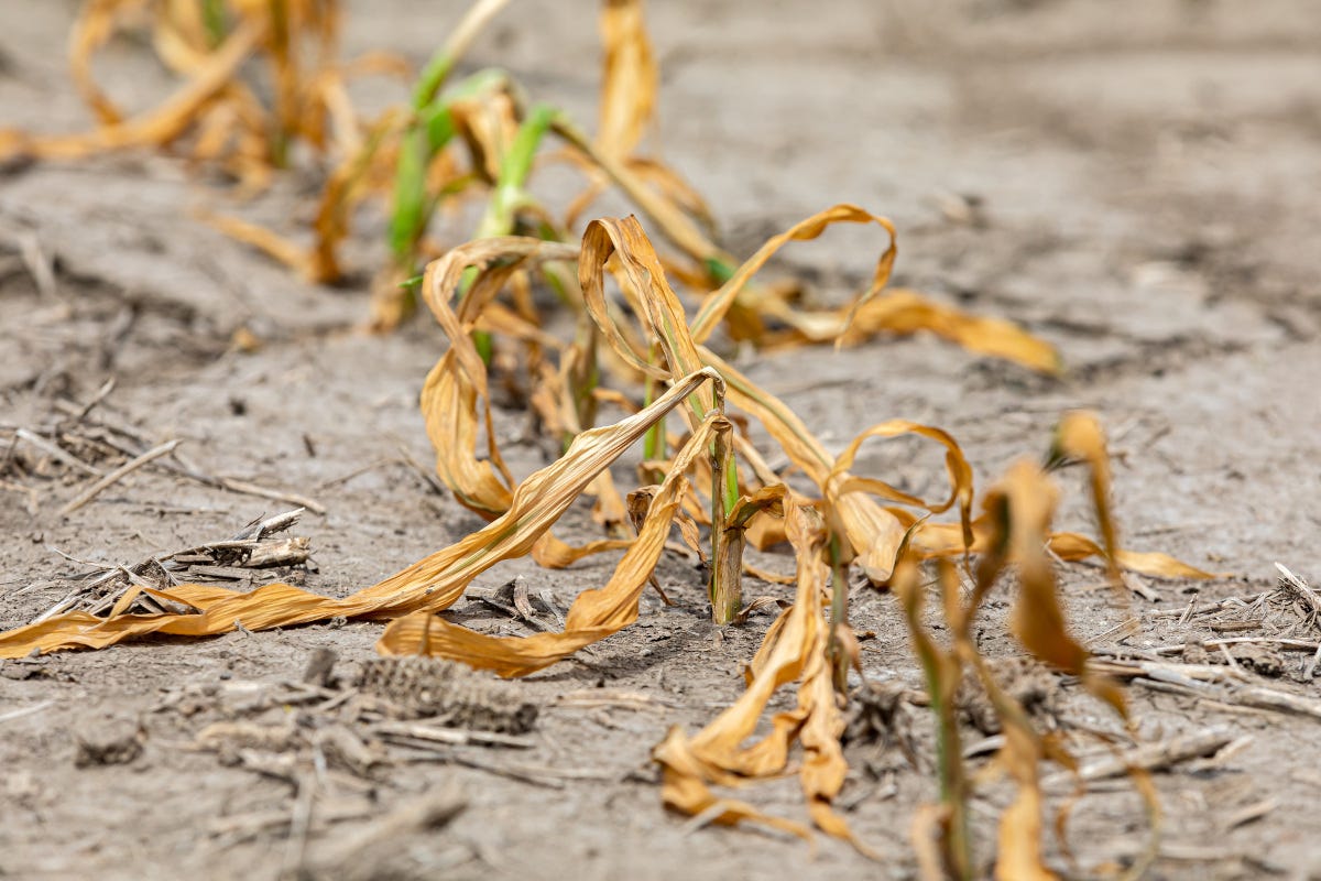 La siccità spaventa l'agricoltura: cambiano le coltivazioni nei campi