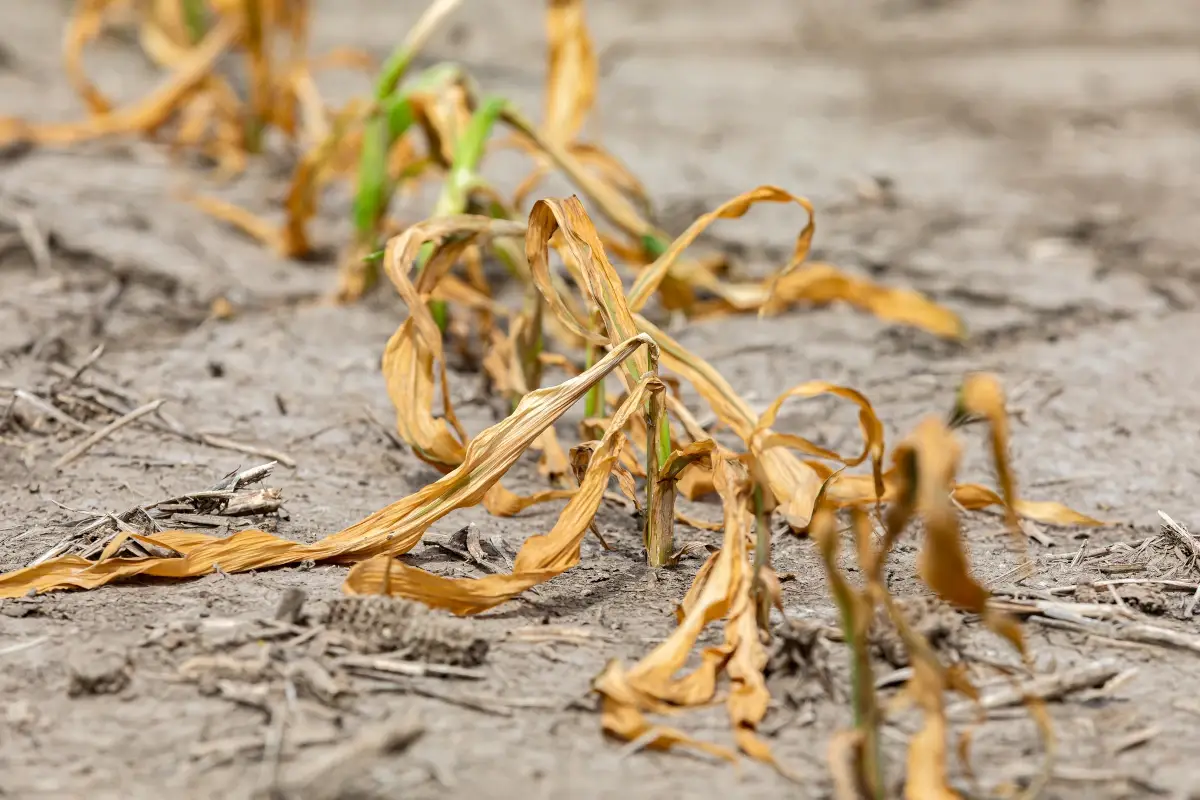 Arriva il caldo africano, agricoltura in ginocchio