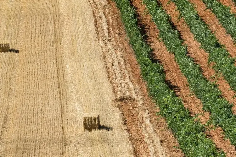 La siccit&agrave; colpisce 270mila imprese agricole: &ldquo;Servono piani d'emergenza&rdquo;