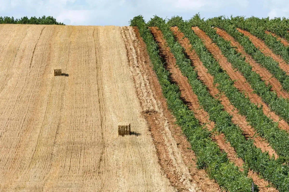 agricoltura e promozione del made in Italy col bonus ristorazione Bonus Ristorazione, troppi ritardi&nbsp; Centinaio: basta burocrazia