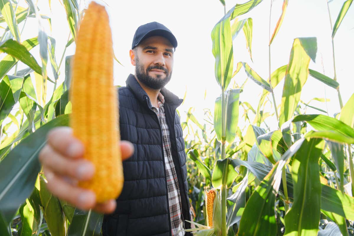 Produzione agricola in Lombardia: crescita del 7/9% nel 2025 Produzione agricola in Lombardia: crescita del 7/9% nel 2025
