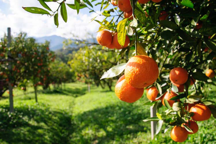 Agrumeti in Lombardia (Dalla Lombardia 60mila euro per tutelare gli agrumeti del Garda)
