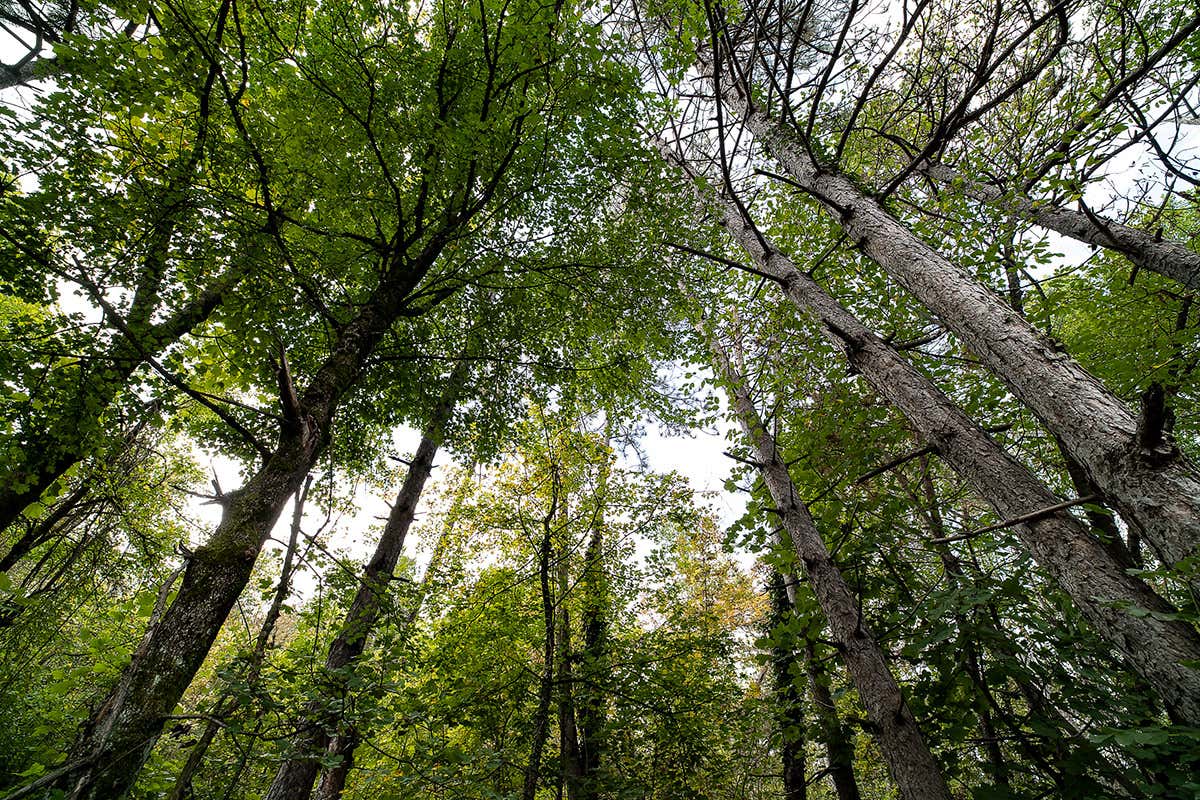 Il cuore pulsante, verde e vivo de “Il Bosco del Molino” Il cuore pulsante, verde e vivo de “Il Bosco del Molino”