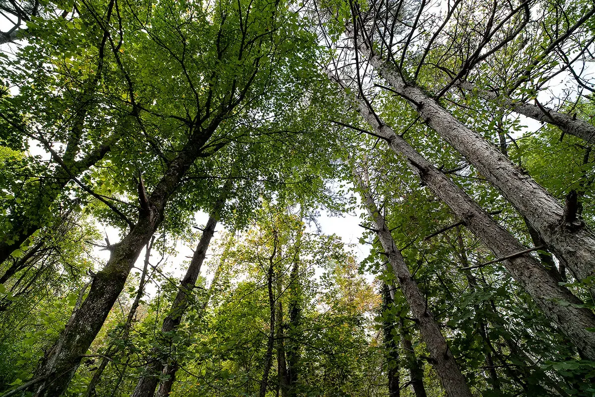 Il cuore pulsante, verde e vivo de &ldquo;Il Bosco del Molino&rdquo;