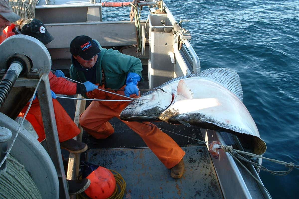 La pesca in Alaska è completamente sostenibile