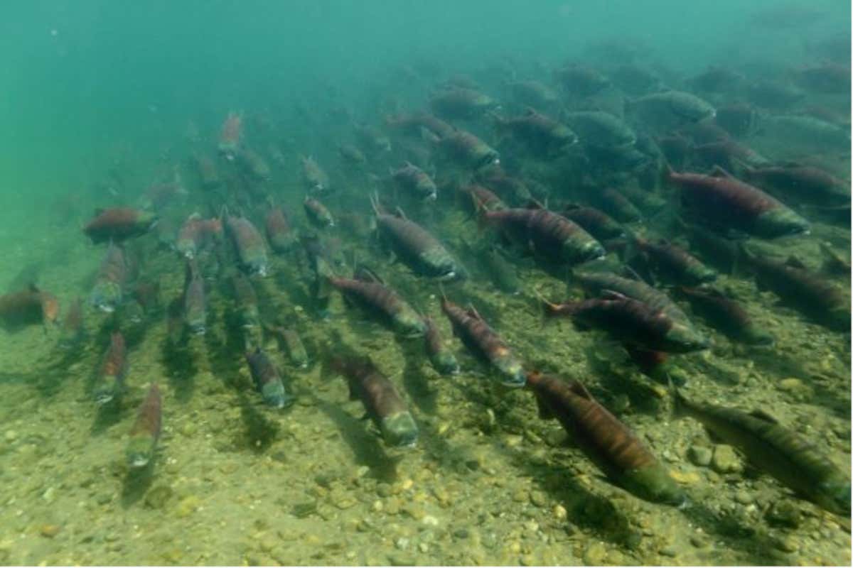 Alaska Seafood propone solo pesci selvaggi, nati e cresciuti nelle acque del nord del Pacifico, senza allevamenti o interventi sull’alimentazione