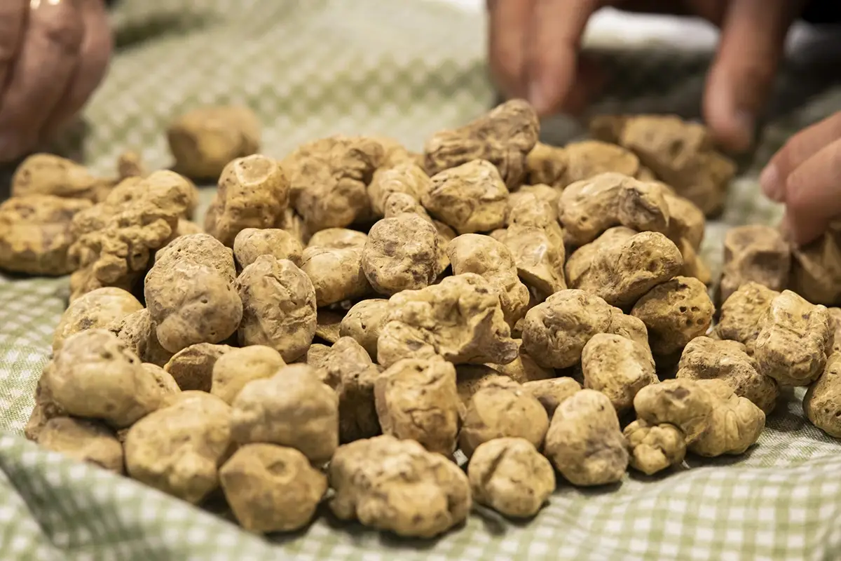 Tartufo: Foto Giorgio Perottino, Ente Fiera Internazionale del Tartufo Bianco d&rsquo;Alba&nbsp; Alba celebra il tartufo bianco tra gusto e sostenibilit&agrave;