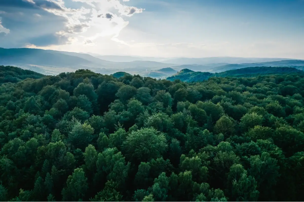 Il 21 novembre si celebra la Giornata nazionale degli alberi&nbsp; Con il Pnrr 6,6 milioni di nuove piante per l'Italia