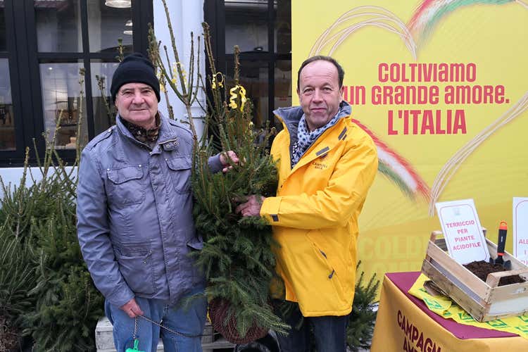 Gli agricoltori di Campagna Amica vendono alberi di Natale naturali (Natale, albero per 9 famiglie su 10Quelli veri sono 3,5 milioni)