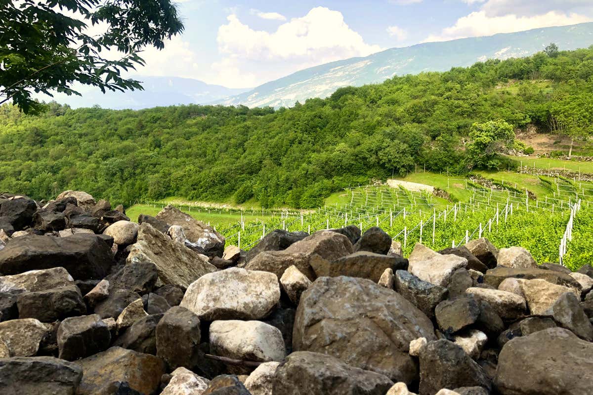 Il 2016 è stata una bella annata che ha saputo garantire alle uve da base spumante le giuste condizioni per creare vini di grande personalità Trento Doc Clé Riserva 2016 Dosaggio Zero di Albino Armani l'anima delle Alpi