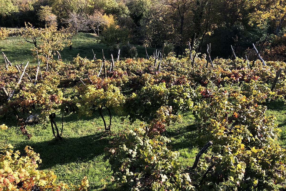 Il vitigno Pontedara Monti Lessini, dal passato i vini del futuro
