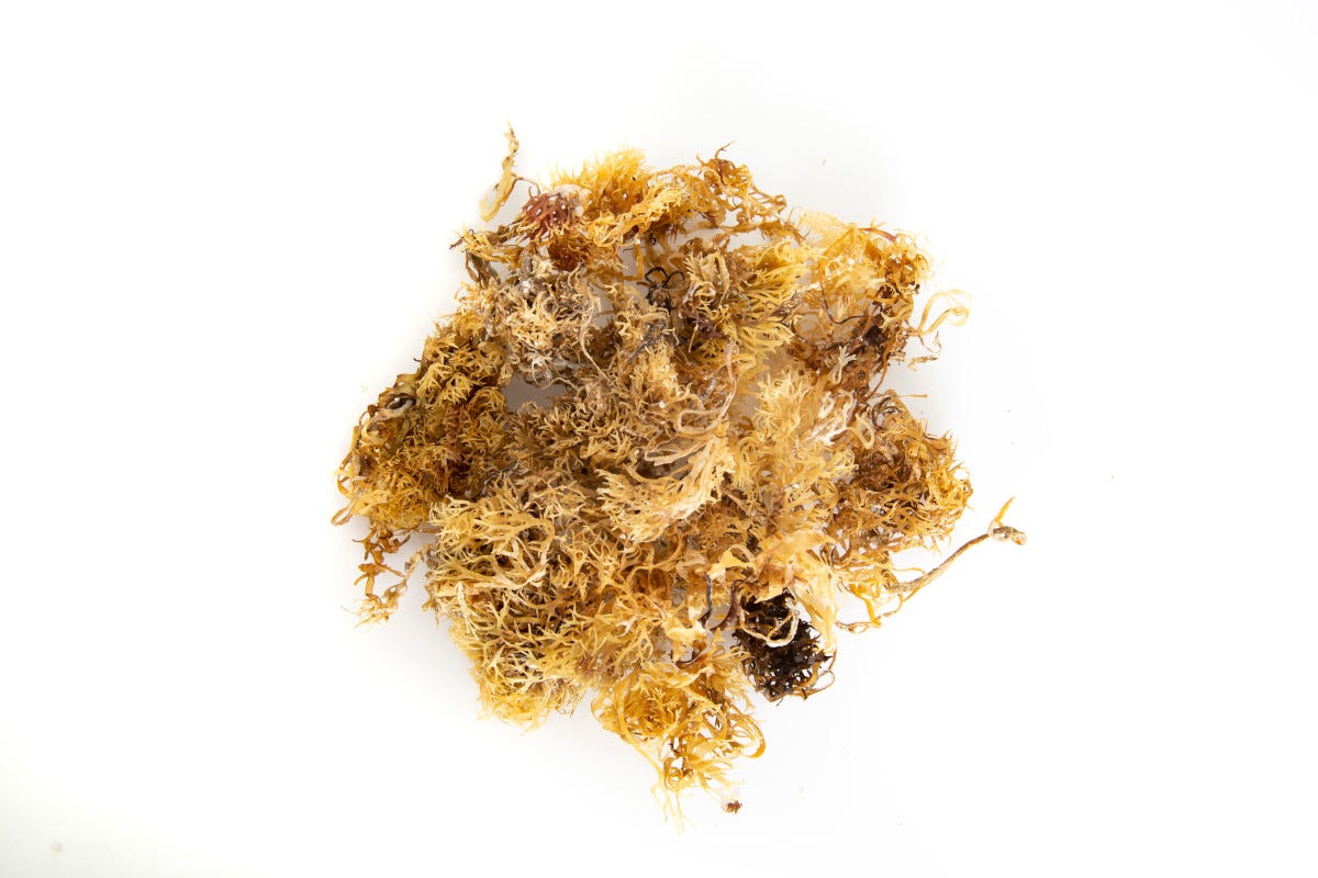 Alghe Irish moss 