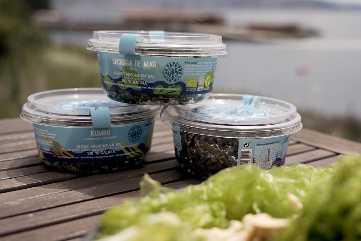 Alghe fresche galiziane SuperNaturale firma il progetto Algae Alghe fresche galiziane SuperNaturale firma il progetto Algae