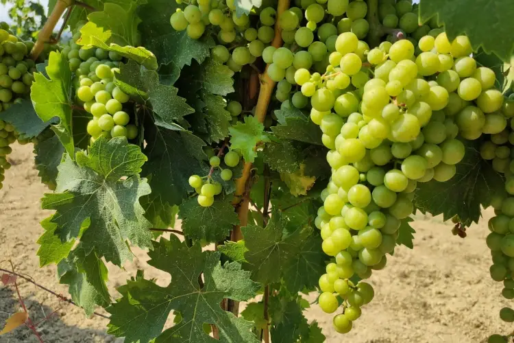 Cantina &Agrave;lice Bel Colle, il sapore autentico dell&rsquo;Alto Monferrato Acquese