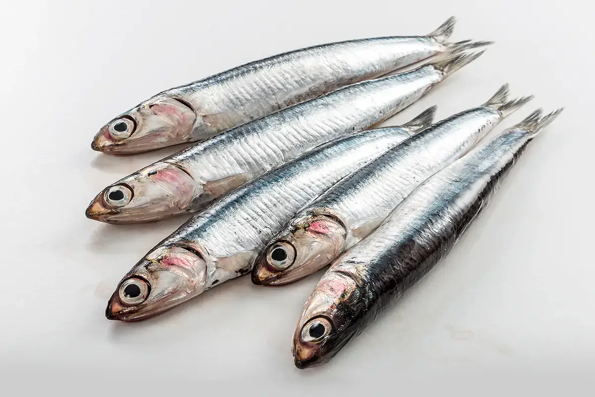Alici Sole, mare e ... pesce. Ecco quale consumare d'estate