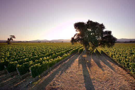 Poggio al Tesoro Poggio al Tesoro