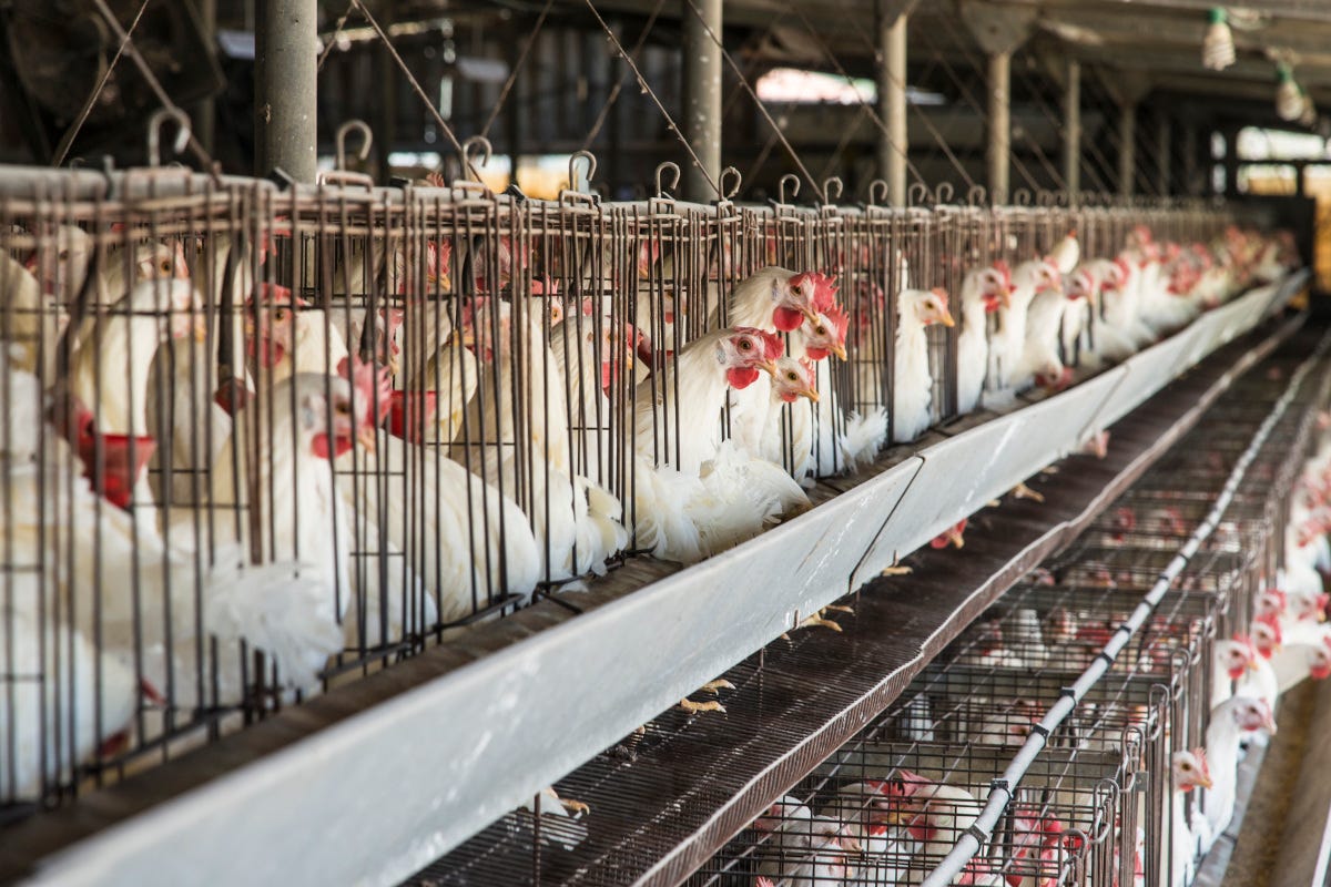 Più benessere per gli animali: no alle gabbie per polli e galline da allevamento