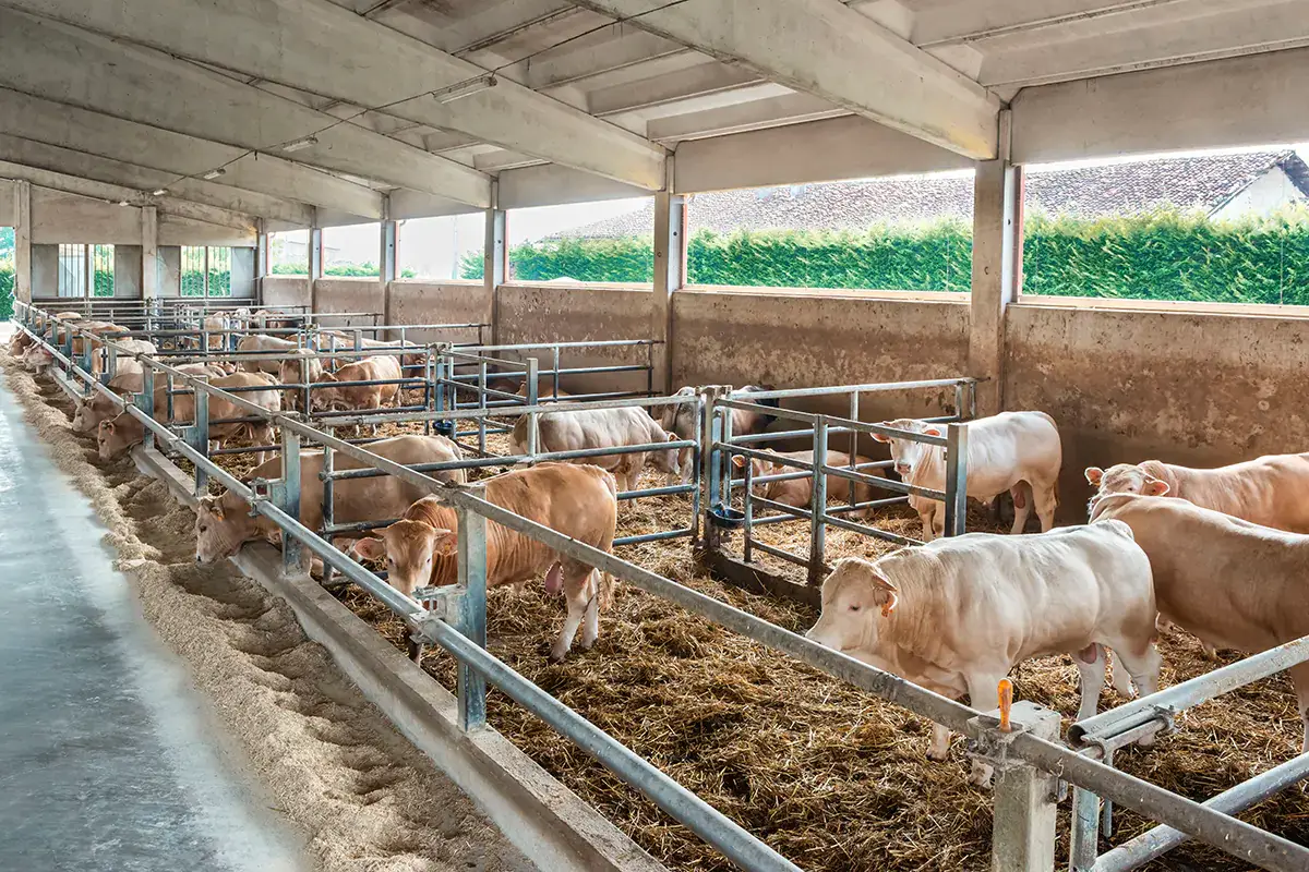 Un allevamento Blonde d'Aquitaine in Piemonte Blonde d'Acquitaine progetto triennale di promozione, dall'allevamento alla tavola